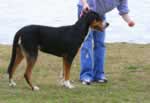 How To Train A Dog to Stand, Stay